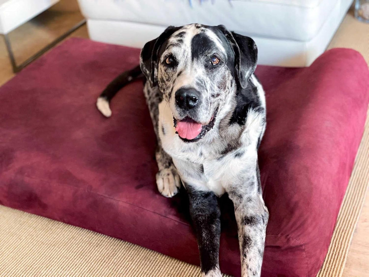 7" Pillow Top Orthopedic Dog Bed - XL Size - 52 X 36 X 7 - Burgundy - for Large and Extra Large Breed Dogs (Headrest Edition)