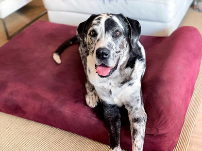 7" Pillow Top Orthopedic Dog Bed - XL Size - 52 X 36 X 7 - Burgundy - for Large and Extra Large Breed Dogs (Headrest Edition)